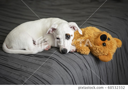 White Jack Russel terrier dog 68532332