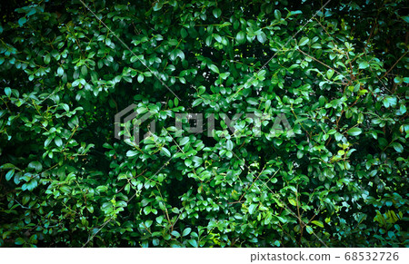 Green leaves texture background - Natural green Green leaves texture background - Natural green 68532726