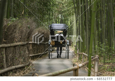 嵐山的竹林 68532777