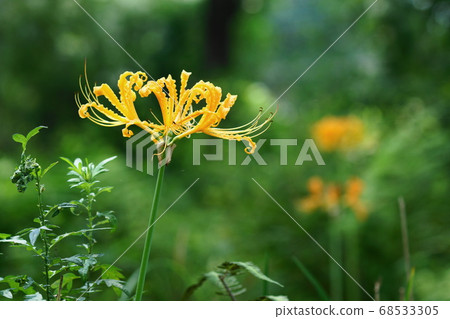 八月To木97甘草（Shokiran），石蒜科，花之鄉佐藤 68533305