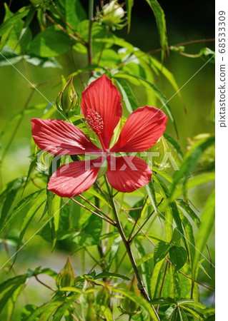 95年8月Hananoe鎮Mallow To木Momiji 95年8月Hananoe鎮Mallow To木Momiji 68533309