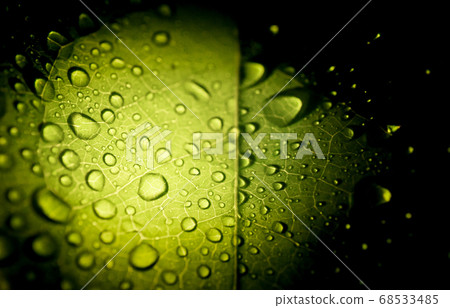 Drops on green leaf with lighting Drops on green leaf with lighting 68533485