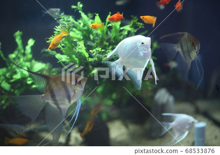 Tropical fish 68533876