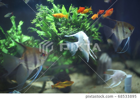 Tropical fish 68533895