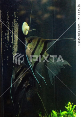 Spawning angelfish 68533910