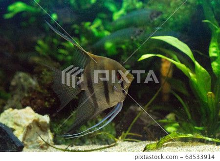 Tropical fish Tropical fish 68533914