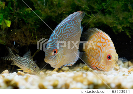 Tropical fish Tropical fish 68533924