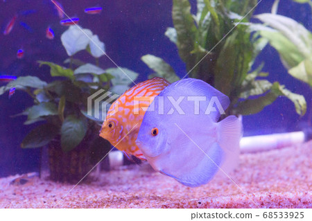 Tropical fish Tropical fish 68533925