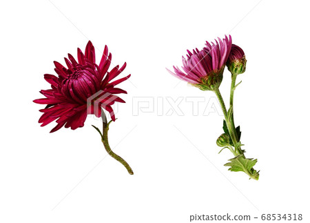 Set of red chrysanthemum flower and bud Set of red chrysanthemum flower and bud 68534318