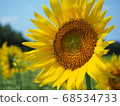 A single sunflower blooming in the summer sky 68534733