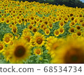Sunflower group 68534734