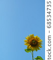 A blue sky and a solitary sunflower 68534735