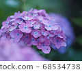 Pink hydrangea 68534738