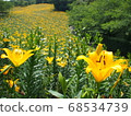 Lily field of Kasumai 68534739