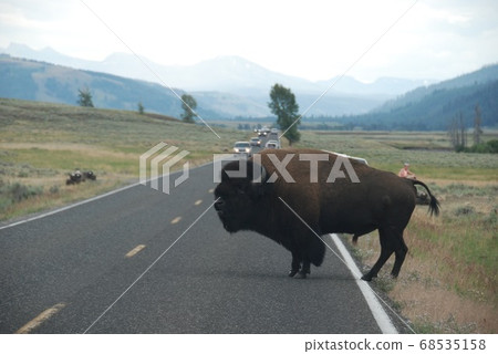 Encounter with Buffalo 68535158