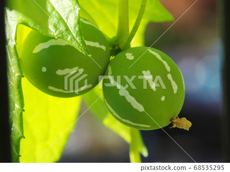 Green nuts of Okinawa sparrow Green nuts of Okinawa sparrow 68535295