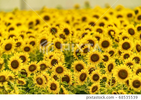 Yamamotocho at dusk Sunflower field (Yamamoto sunflower festival) Yamamotocho, Miyagi Prefecture Yamamotocho at dusk Sunflower field (Yamamoto sunflower festival) Yamamotocho, Miyagi Prefecture 68535539