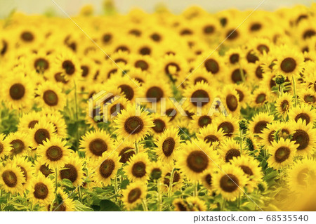 Yamamotocho at dusk Sunflower field (Yamamoto sunflower festival) Yamamotocho, Miyagi Prefecture Yamamotocho at dusk Sunflower field (Yamamoto sunflower festival) Yamamotocho, Miyagi Prefecture 68535540