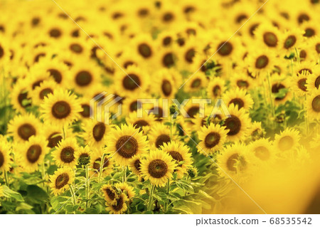 Yamamotocho at dusk Sunflower field (Yamamoto sunflower festival) Yamamotocho, Miyagi Prefecture Yamamotocho at dusk Sunflower field (Yamamoto sunflower festival) Yamamotocho, Miyagi Prefecture 68535542