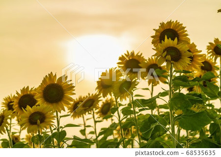 Yamamotocho at dusk Sunflower field (Yamamoto sunflower festival) Yamamotocho, Miyagi Prefecture 68535635
