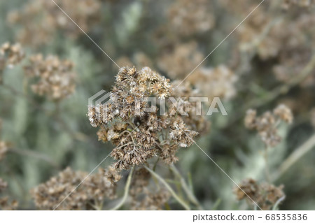 Italian everlasting flowers Italian everlasting flowers 68535836
