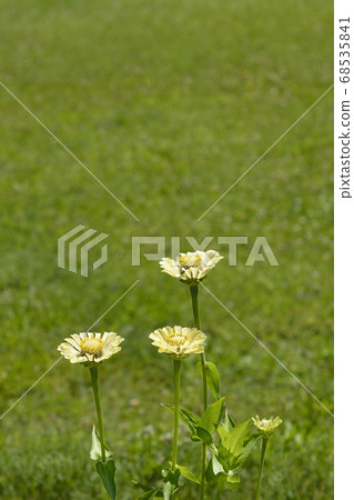 Zinnia Envy Zinnia Envy 68535841