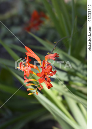 Montbretia Lucifer Montbretia Lucifer 68535842