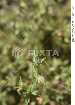 White campion White campion 68535843