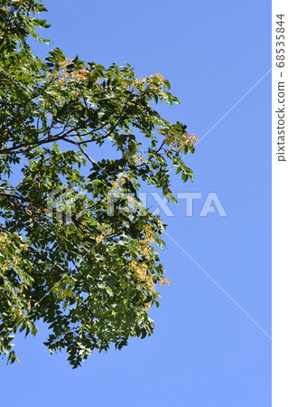 Tree of heaven Tree of heaven 68535844