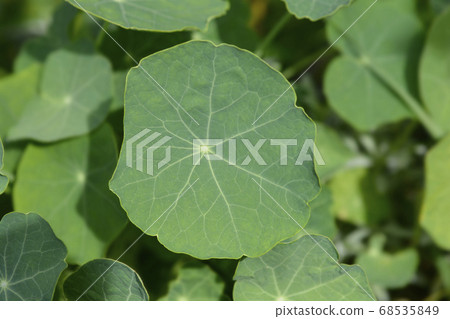 Garden nasturtium Garden nasturtium 68535849