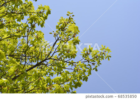 Common horse chestnut Common horse chestnut 68535850