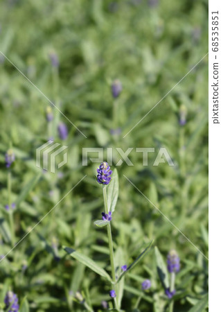 Common lavender Common lavender 68535851