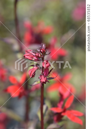 Cardinal flower Cardinal flower 68535852