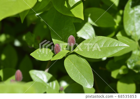 Carolina allspice Carolina allspice 68535853