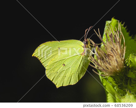 Yellow butterfly (gonepteryx rhamni) sat on flower Yellow butterfly (gonepteryx rhamni) sat on flower 68536209