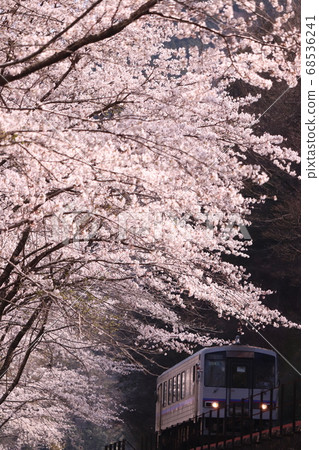 Kiha 120在一排櫻桃樹中奔跑 Kiha 120在一排櫻桃樹中奔跑 68536241