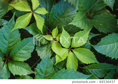 Green wild grape leaves with sunlight and shadow Green wild grape leaves with sunlight and shadow 68536437