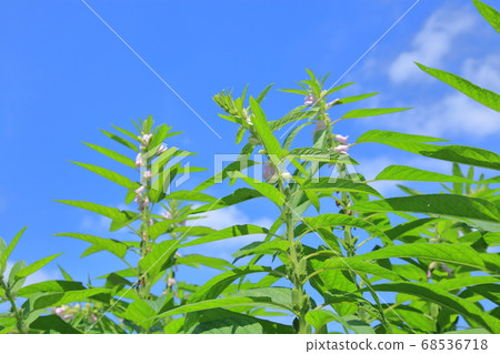 Sesame Fruits and Flowers Sesame Fruits and Flowers 68536718