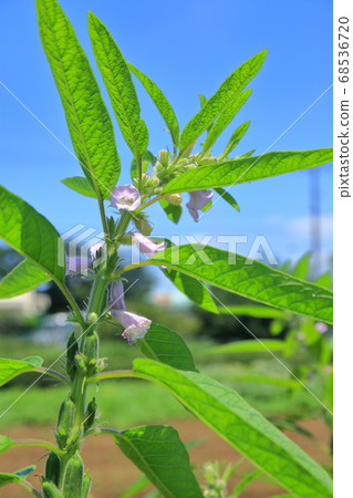 Sesame Fruits and Flowers Sesame Fruits and Flowers 68536720