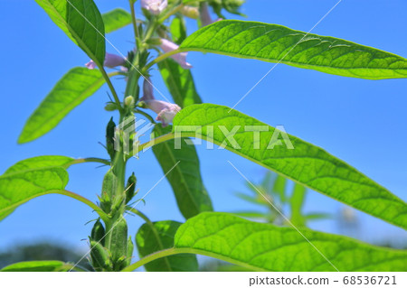 芝麻水果和鮮花 68536721