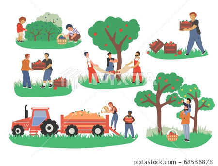 People picking fruits and berries, vector flat isolated illustration 68536878