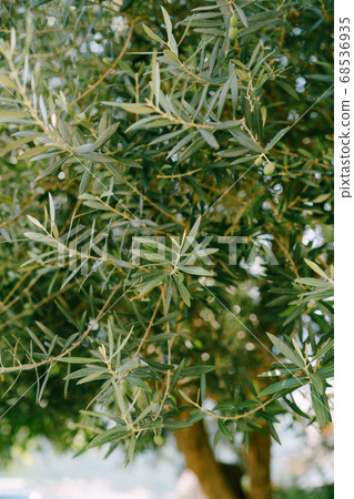 Olive branches on a tree. Green fruit among the foliage. Olive branches on a tree. Green fruit among the foliage. 68536935