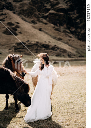 Destination Iceland wedding photo session with Icelandic horses. A bride in a white dress walks among a herd of horses in a field. 68537189