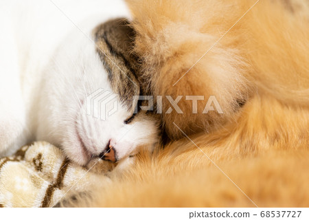 Cute sleeping face Pheasant cat 68537727