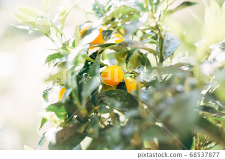 Close-up of the yellow ripe kumquat fruit on the branches of the tree with a sredi of foliage, in drops of pod after rain. Close-up of the yellow ripe kumquat fruit on the branches of the tree with a sredi of foliage, in drops of pod after rain. 68537877