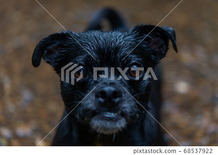 Pug mix face 68537922