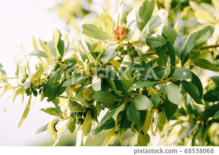 Branches, leaves and berries bay leaf on the tree. 68538068