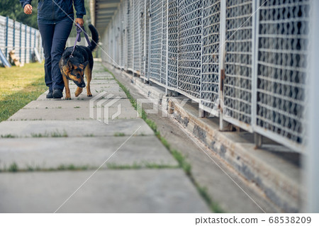 Female officer with German Shepherd dog walking by locked cages Female officer with German Shepherd dog walking by locked cages 68538209