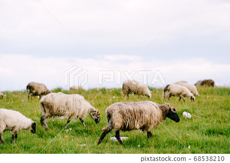 A flock of sheep walks on a green field. A flock of sheep walks on a green field. 68538210