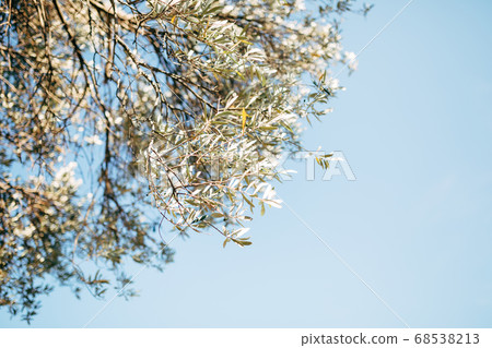 Branches of olive tree against the blue sky. Branches of olive tree against the blue sky. 68538213